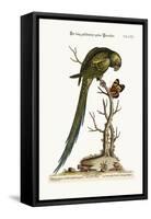 The Long-Tailed Green Parrakeet, 1749-73-George Edwards-Framed Stretched Canvas