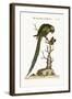 The Long-Tailed Green Parrakeet, 1749-73-George Edwards-Framed Giclee Print