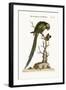 The Long-Tailed Green Parrakeet, 1749-73-George Edwards-Framed Giclee Print