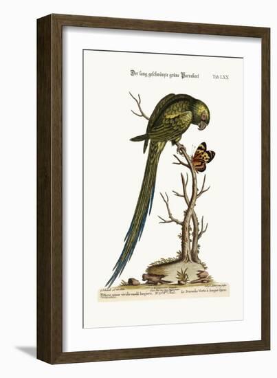 The Long-Tailed Green Parrakeet, 1749-73-George Edwards-Framed Giclee Print