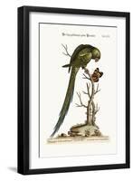 The Long-Tailed Green Parrakeet, 1749-73-George Edwards-Framed Giclee Print