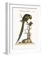 The Long-Tailed Green Parrakeet, 1749-73-George Edwards-Framed Giclee Print