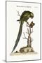 The Long-Tailed Green Parrakeet, 1749-73-George Edwards-Mounted Giclee Print