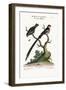 The Long-Tailed Sparrow, and the Dusky Linnet, 1749-73-George Edwards-Framed Giclee Print