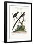 The Long-Tailed Sparrow, and the Dusky Linnet, 1749-73-George Edwards-Framed Giclee Print