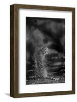 The Look Back-Jaco Marx-Framed Photographic Print