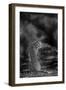 The Look Back-Jaco Marx-Framed Premium Photographic Print