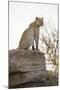 The Look Out-Nigel Pavitt-Mounted Giclee Print