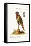 The Lory-Parrakeet, 1749-73-George Edwards-Framed Stretched Canvas