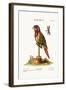 The Lory-Parrakeet, 1749-73-George Edwards-Framed Giclee Print