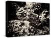 The Lost Gardens of Heligan-Tim Kahane-Stretched Canvas