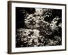 The Lost Gardens of Heligan-Tim Kahane-Framed Photographic Print