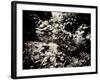 The Lost Gardens of Heligan-Tim Kahane-Framed Photographic Print