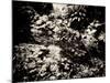 The Lost Gardens of Heligan-Tim Kahane-Mounted Photographic Print