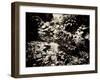 The Lost Gardens of Heligan-Tim Kahane-Framed Premium Photographic Print