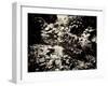 The Lost Gardens of Heligan-Tim Kahane-Framed Premium Photographic Print