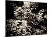 The Lost Gardens of Heligan-Tim Kahane-Mounted Premium Photographic Print