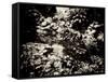 The Lost Gardens of Heligan-Tim Kahane-Framed Stretched Canvas