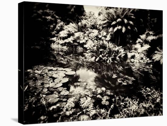 The Lost Gardens of Heligan-Tim Kahane-Stretched Canvas
