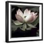 The Lotus I-Andy Neuwirth-Framed Photo