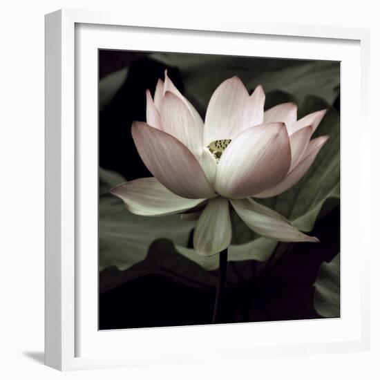 The Lotus I-Andy Neuwirth-Framed Photo