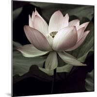 The Lotus I-Andy Neuwirth-Mounted Photo