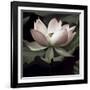 The Lotus I-Andy Neuwirth-Framed Photo