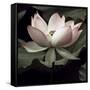 The Lotus I-Andy Neuwirth-Framed Stretched Canvas