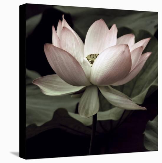 The Lotus I-Andy Neuwirth-Stretched Canvas