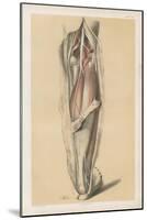 The Lower Limb. Deep Muscles of the Calf, and the Popliteal Vessels and Nerves-G. H. Ford-Mounted Giclee Print