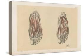 The Lower Limb. First and Second Stages in the Examination of the Sole of the Foot-G. H. Ford-Stretched Canvas