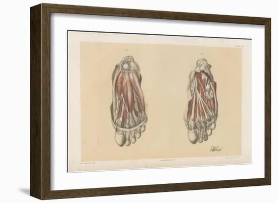 The Lower Limb. First and Second Stages in the Examination of the Sole of the Foot-G. H. Ford-Framed Giclee Print