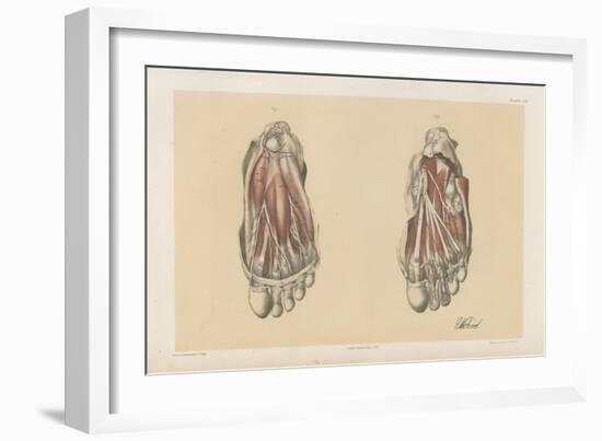 The Lower Limb. First and Second Stages in the Examination of the Sole of the Foot-G. H. Ford-Framed Giclee Print