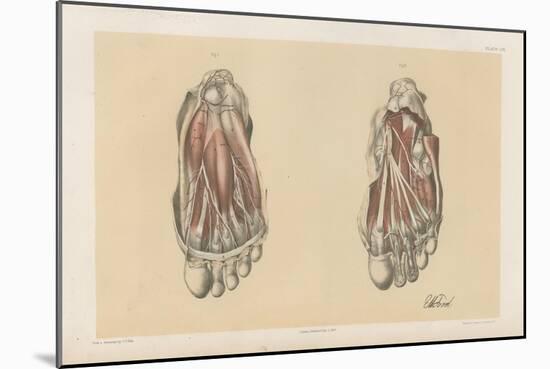 The Lower Limb. First and Second Stages in the Examination of the Sole of the Foot-G. H. Ford-Mounted Giclee Print