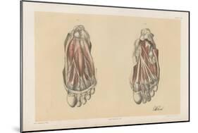 The Lower Limb. First and Second Stages in the Examination of the Sole of the Foot-G. H. Ford-Mounted Giclee Print