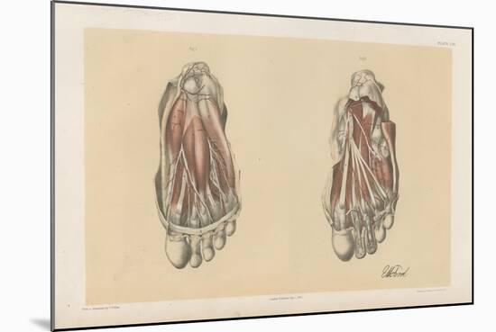 The Lower Limb. First and Second Stages in the Examination of the Sole of the Foot-G. H. Ford-Mounted Giclee Print