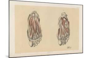 The Lower Limb. First and Second Stages in the Examination of the Sole of the Foot-G. H. Ford-Mounted Giclee Print