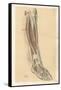 The Lower Limb. Front of the Leg and Dorsum of the Foot-G. H. Ford-Framed Stretched Canvas