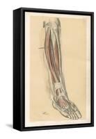 The Lower Limb. Front of the Leg and Dorsum of the Foot-G. H. Ford-Framed Stretched Canvas