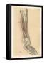 The Lower Limb. Front of the Leg and Dorsum of the Foot-G. H. Ford-Framed Stretched Canvas