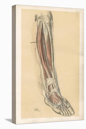 The Lower Limb. Front of the Leg and Dorsum of the Foot-G. H. Ford-Stretched Canvas