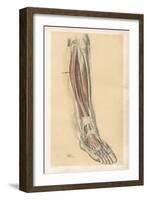 The Lower Limb. Front of the Leg and Dorsum of the Foot-G. H. Ford-Framed Giclee Print