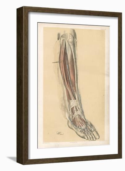 The Lower Limb. Front of the Leg and Dorsum of the Foot-G. H. Ford-Framed Giclee Print