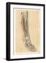 The Lower Limb. Front of the Leg and Dorsum of the Foot-G. H. Ford-Framed Giclee Print