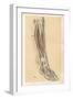 The Lower Limb. Front of the Leg and Dorsum of the Foot-G. H. Ford-Framed Giclee Print