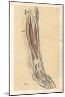 The Lower Limb. Front of the Leg and Dorsum of the Foot-G. H. Ford-Mounted Giclee Print