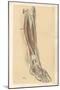 The Lower Limb. Front of the Leg and Dorsum of the Foot-G. H. Ford-Mounted Giclee Print