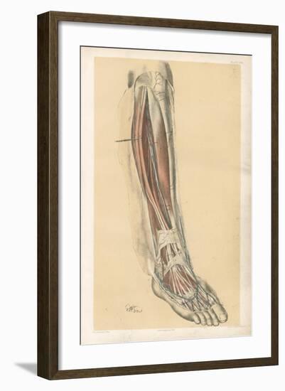 The Lower Limb. Front of the Leg and Dorsum of the Foot-G. H. Ford-Framed Giclee Print