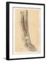 The Lower Limb. Front of the Leg and Dorsum of the Foot-G. H. Ford-Framed Giclee Print