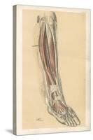 The Lower Limb. Front of the Leg and Dorsum of the Foot-G. H. Ford-Stretched Canvas